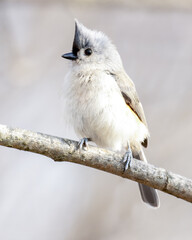 A tufted titmouse perched on a branch looking left.