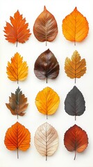Obraz premium Vibrant autumn leaves display for botanical decor and seasonal design inspiration