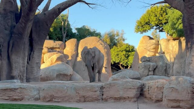 An elephant throws sand and earth at itself with its trunk on a sunny day. And baobabs grow on its sides