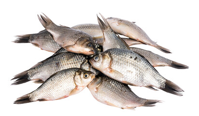 Crucian carp fishes closeup