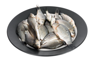 Crucian carp fishes closeup