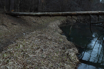 A tree fell over the water
