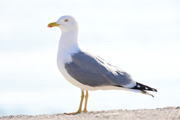 seagull on the beach