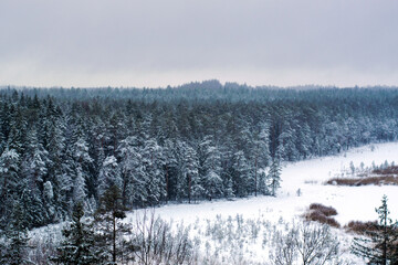 snow covered trees