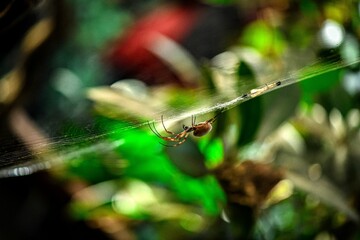 Orb-weaver spider spinning its web