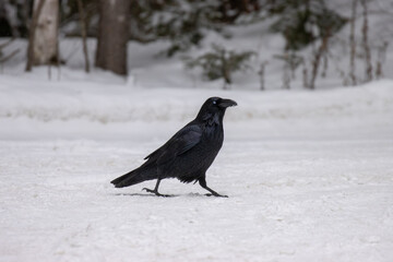 Large black raven walking across a snowy drive way in front of a forest with trees laden in snow.