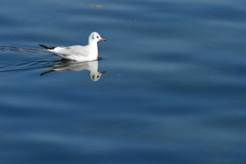 black headed gull