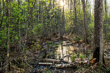 swamp in the forest