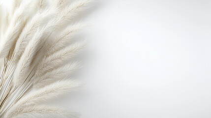 Creamy pampas grass on white background. Perfect for minimalist designs, wedding invitations, or home decor projects.