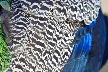 A detailed close-up of peacock feathers displaying iridescent green, blue, and gold hues with...