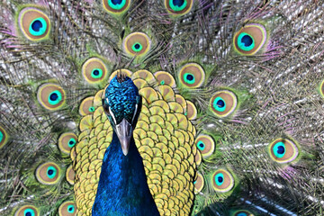 Majestic peacock displaying vibrant fanned feathers. A stunning peacock with iridescent blue and green plumage fully spreads its tail feathers, showcasing intricate eye patterns in natural light.  

