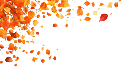 Autumn colored leaves on transparent background