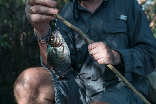 Tourist Holds Freshly Caught Piranha on Fishing Hook During Amazon River Fishing Trip, Rio Negro, Amazonas, Brazil
