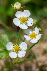 Macro shot of wild strawberry (fragaria vesca) flowers in bloom