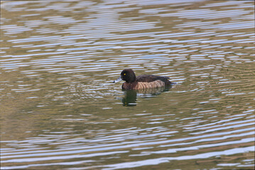 Tufted Duck resting on the surface of Shiogahara Pond in Futatabi Park