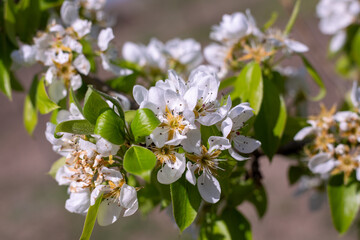 Flowering of a young pear tree of the Abbot variety in the garden in spring. White flowers on branches with leaves, close-up