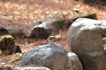 Granite arranged in the garden of Futatabi Park