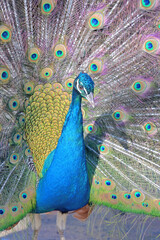 Obraz premium Majestic peacock displaying vibrant fanned feathers