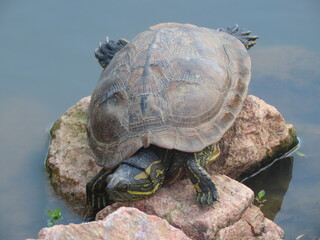 giant galapagos tortoise