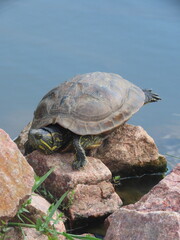 turtle on the rocks