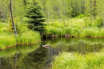 Ecosystem and wetland - creation of a pond surrounded by plants in a natural park