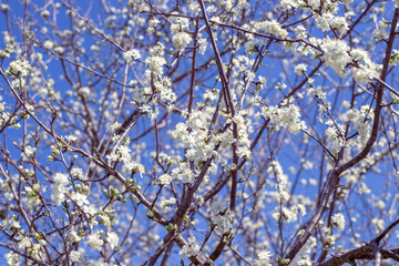 Obraz premium Blossoming plum tree in spring, floral background. White fragrant flowers on branches on a sunny day against the blue sky
