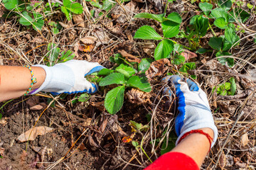 A gardener cleans strawberry bushes from dry leaves and weeds in the spring. Growing and caring for...