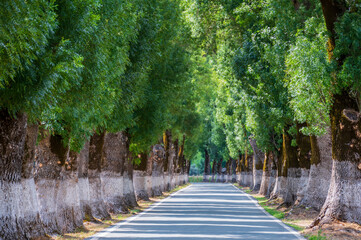 Tunnel of trees in typical road in Alentejo. This road from Marvao is considered the most beautiful in Portugal. The ash trees are centenary trees