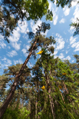 Yellow flowers and green leaves in early summer in Finland seen from below with trees and sky in the background