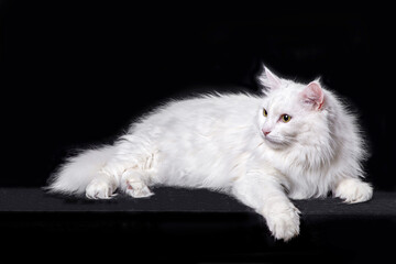 White angora cat on black background, close-up portrait with copy space for text
