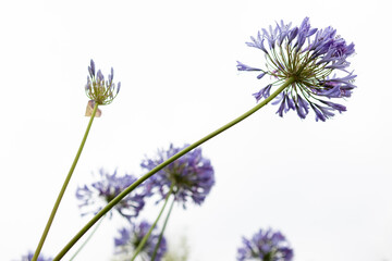 Naklejka premium Agapanthus flowers isolated on white background