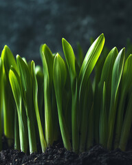 Close-up of vibrant green shoots growing in soil on a blurred dark background