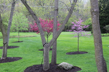 Backyard landscape with purple and pink trees blooming in spring 
