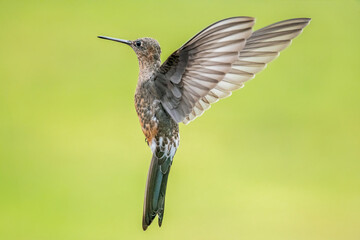 Giant Hummingbird in flight on bright green background