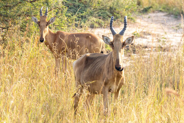 Lelwel hartebeest