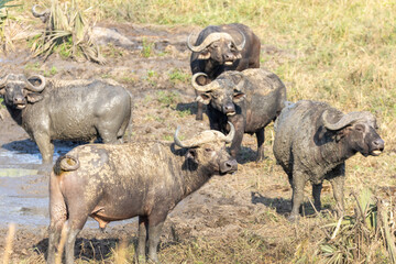 African buffalo mudbathing