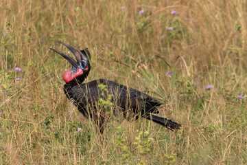 Southern ground hornbill