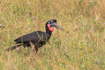 Southern ground hornbill
