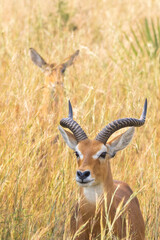 Ugandan kob