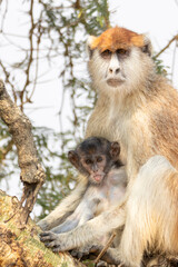Patas monkey mother with baby