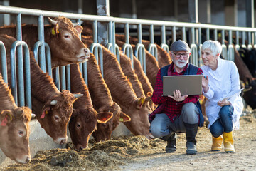 Farmer and veterinarian checking Red Angus cattle on ranch