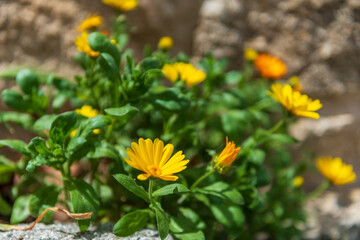 flores de mayo castilla españa 2024