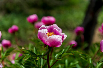 flores de color rosa flor rosa