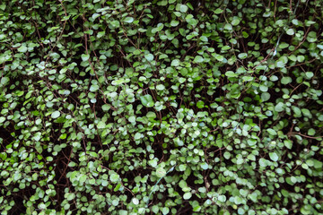 Muehlenbeckia complexa. Maidenhair vine, creeping wire vine, necklace vine. ornamental green plant (nature background)