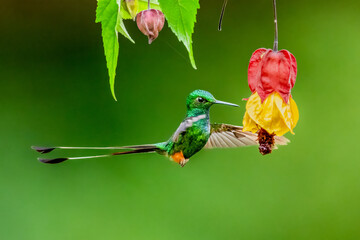 Peruvian-booted Racket-tail hovering near a vibrant red and yellow flower
