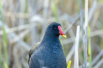 Moorhen (Gallinula chloropus) - Common in wetlands, Bull Island, Dublin