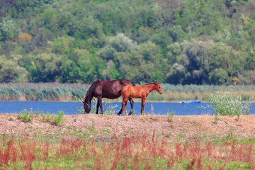 Two horses mother and her foal graze peacefully near a tranquil lake. Horses on the shore of a...