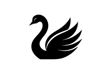 black and white swan