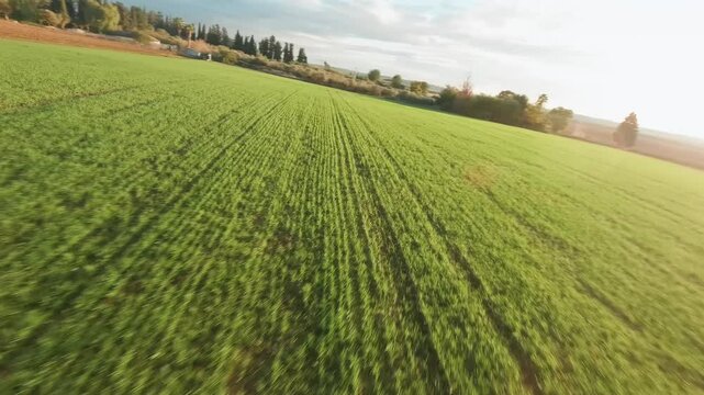 Aerial fpv video of Mitzpe Tal palm trees and vineyards Israel