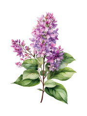 Fototapeta premium Watercolor branch of lilac, symbol of love, wedding, purity, vector illustration.